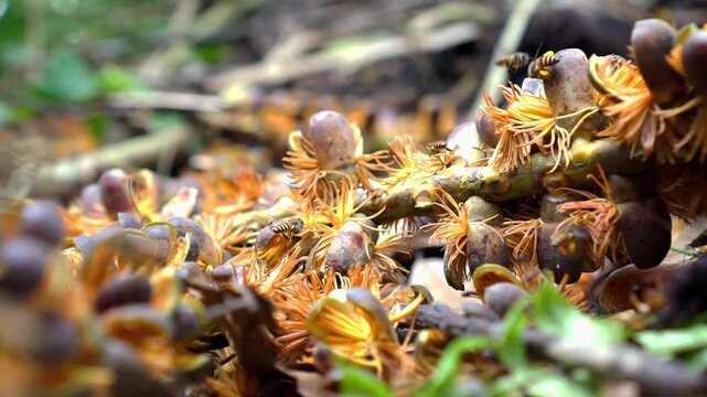 Macro footage of a small stingless bee hovering and collecting nectar from yellow flowers. Close-up shot capturing pollination in action with shallow depth of field and soft bokeh background. 
