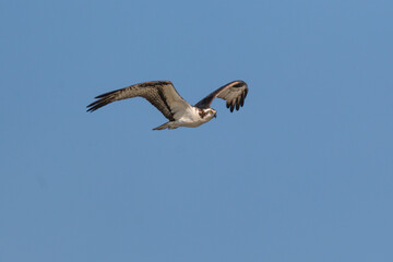 Obraz premium Osprey Flying Against Clear Blue Sky