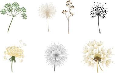 Obraz premium Delicate Botanical Illustration Collection with Dandelion and Wildflower Designs for Nature, Garden, and Floral Illustration Projects