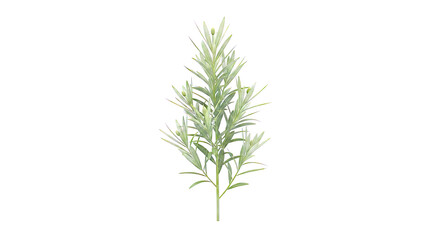 Fototapeta premium Green plant with slender leaves and small buds