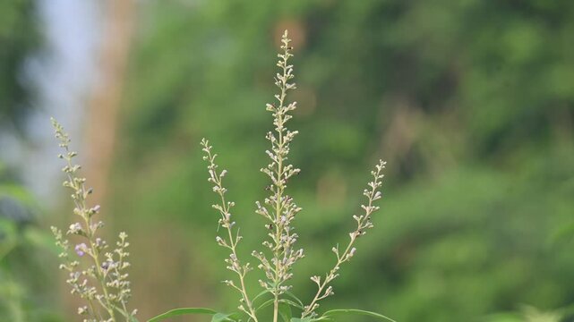 Vitex negundo plant flower. Its other name Chinese chaste tree,&nbsp;five-leaved chaste tree,&nbsp;horseshoe vitex, nisinda and Nirgundi. It is a large&nbsp;aromatic&nbsp;shrub. It is an Ayurvedic medicine.
