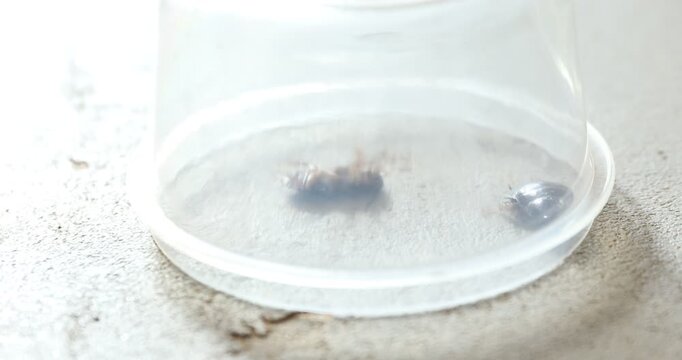Cockroaches under plastic container on light surface. Woman taking dish away, closeup