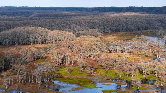 Vast cypress swamp with autumn colors and lush green vegetation at Caddo lake.