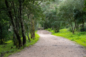 Fototapeta premium Scenic Trail Through a Lush Woodland Environment