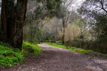 Obraz premium Winding Dirt Path Through a Serene Woodland Forest