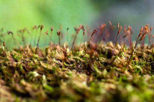 Detailed Moss Texture with Sporophytes Close Up View