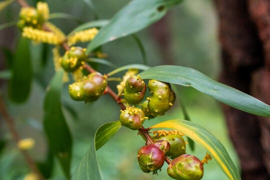 Yellow Acacia Blossoms with Natural Plant Galls Detail