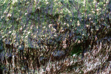 Textured Rock Surface with Green Algae and Barnacles