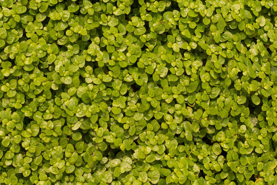 Baby&rsquo;s tears plant texture (Soleirolia soleirolii) green cushion moss background