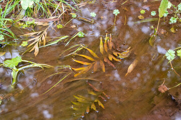 Muddy puddle with fallen leaves and green plants