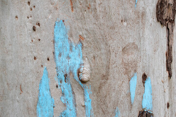 Peeling Tree Bark with Blue Paint Texture