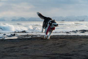 Siberian husky running on black sand beach with stick on Pacific Ocean coast, Kamchatka winter landscape copy space © Dmitrii