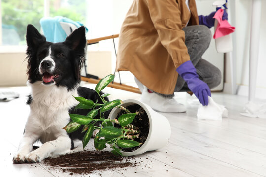 Naughty Border Collie dog with overturned plant on floor against woman cleaning at home