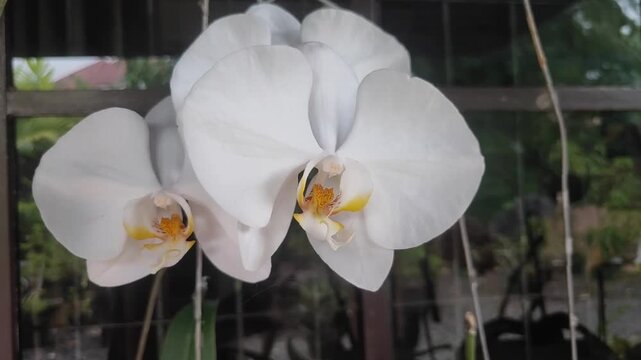 Anggrek Bulan or Phalaenopsis aphrodite is a species of orchid found from southeastern Taiwan to the Philippines