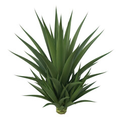 Obraz premium Green agave plant with sharp pointed leaves on a transparent background