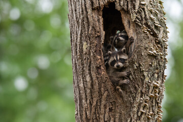 アライグマの子供 © mihiro_wildlife