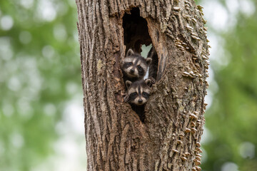 アライグマの子供 © mihiro_wildlife