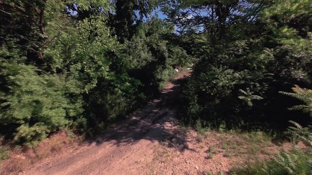 An aerial FPV style flight through trees over a dirt path on Long Island, NY. Shot on a sunny day. The camera dolly in and boom down panning left and right within the trees and bushes.