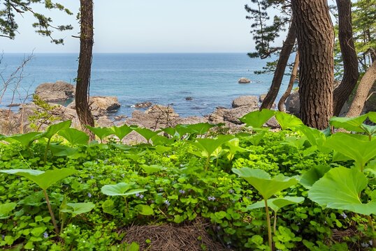 種差海岸」の写真素材 | 1,022件の無料イラスト画像 | Adobe Stock