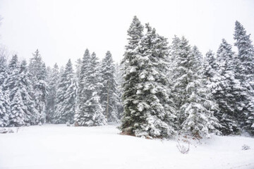 Obraz premium Winter landscape of Bulgarian mountains. 