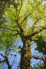 Fototapeta premium The view up to the trunk of common hornbeam overgrown with moss and ferns.