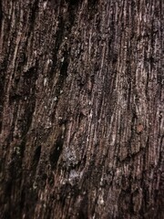 Obraz premium rough, dark wood texture with prominent vertical grain
