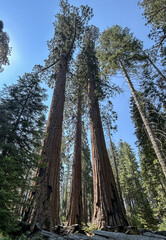 Fototapeta premium Looking up at giant sequoia trees in Mariposa Grove, Yosemite National Park, California. Tall ancient trees rise toward a clear blue sky, showcasing the scale and beauty of nature.