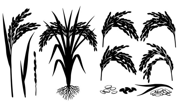 Realistic rice plant vector set with stalks and grain panicles agriculture illustration