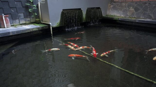 Beautiful KOI FISH in the pond footage exterior house decorative design. With waterfall human made