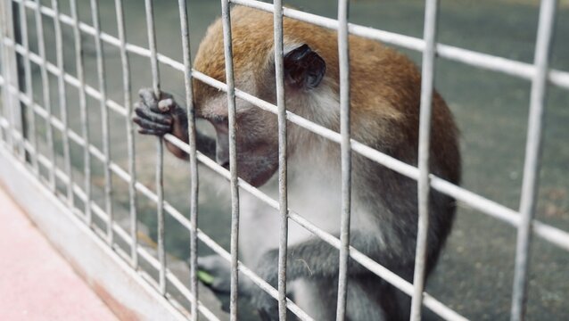 The monkey climbing at the cage