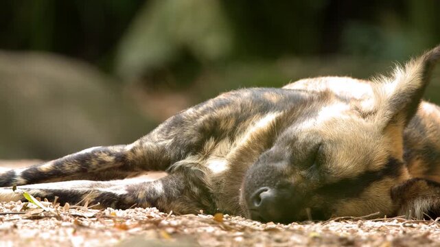 African Wild Dog Lycaon Pictus Sleeping on Ground in Natural Habitat