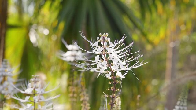 White Cat Whiskers Flower Orthosiphon Aristatus Swaying in Tropical Garden
