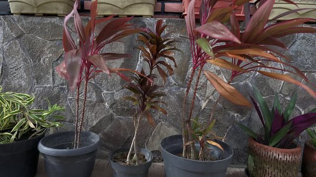 Purple leaf house plant in windy outdoor yard. Species Cordyline fruticosa