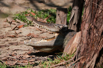Fototapeta premium The crocodile is show head near the river