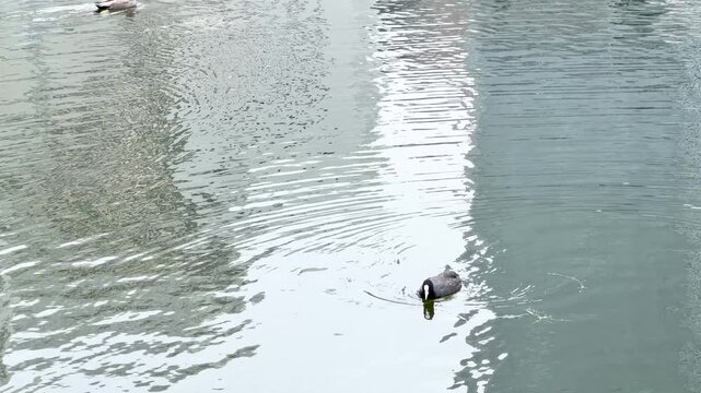 Eurasian Coot Swimming in the Imperial Palace Moat in Tokyo