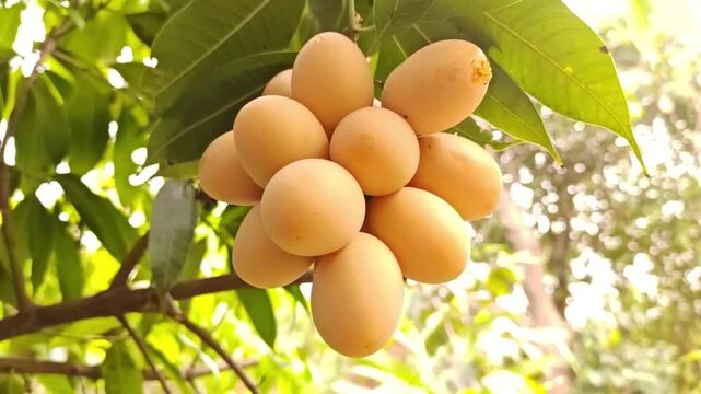 The sunlight shines brightly, causing the yellow Mariam plums to ripen on the branches.