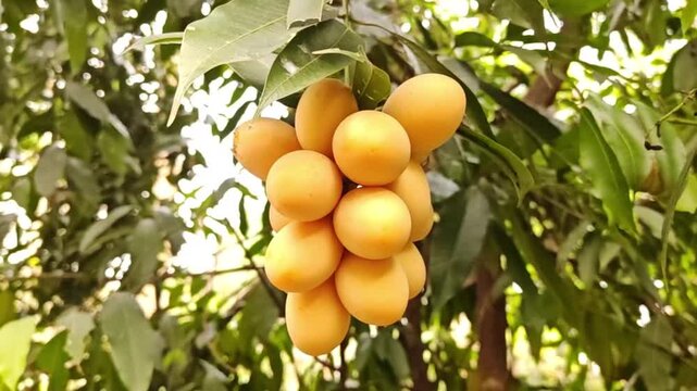 The sunlight shines brightly, causing the yellow Mariam plums to ripen on the branches.
