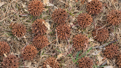 A top-down view of several brown, spiky sweetgum seed pods scattered across a bed of dry, tan grass and fallen autumn leaves. The pods feature woody, spherical shapes with numerous sharp protrusions. © Everlasting Dreams