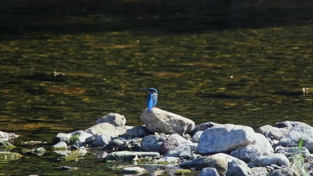 Wild male Kingfisher standing on a river stone, looking for prey in the water.