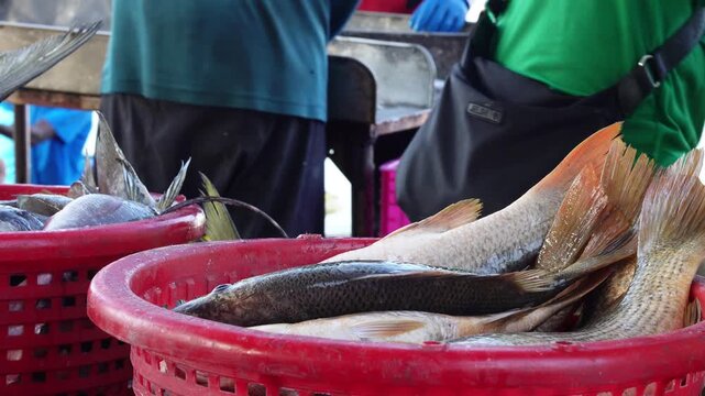 Fresh fish preparation process in a traditional fishery, focus on manual labor and raw ingredients.