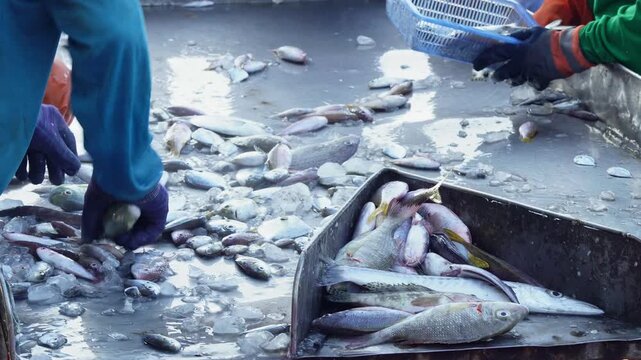 Fresh fish preparation process in a traditional fishery, focus on manual labor and raw ingredients.