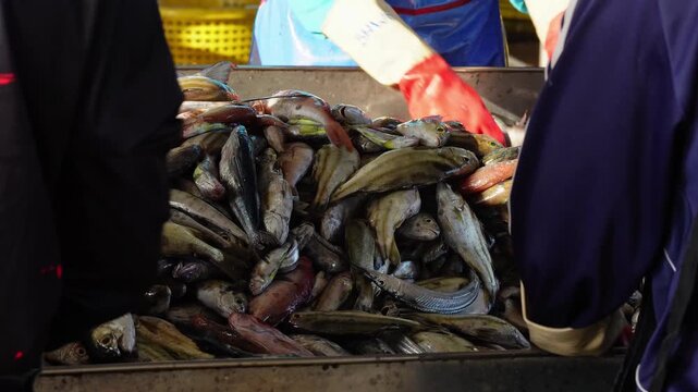 Fresh fish preparation process in a traditional fishery, focus on manual labor and raw ingredients.