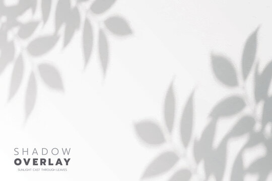 Sunlit Leaf Silhouettes Creating Calm Wall Patterns
