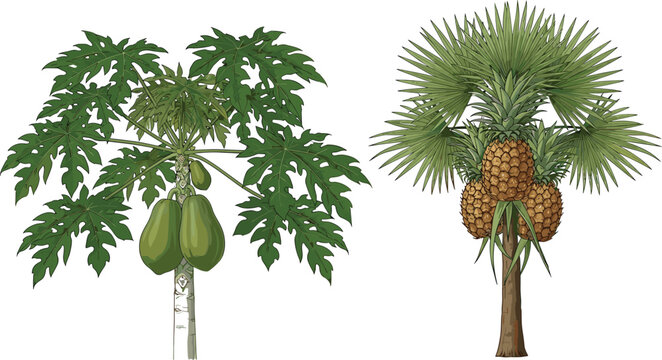 Tropical fruit tree set with papaya and palm tree with large pineapples exotic garden nature element cad drawing flat vector illustration isolated white.