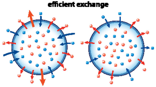 Scientific Diagram of Efficient Gas Exchange and Particle Diffusion Process