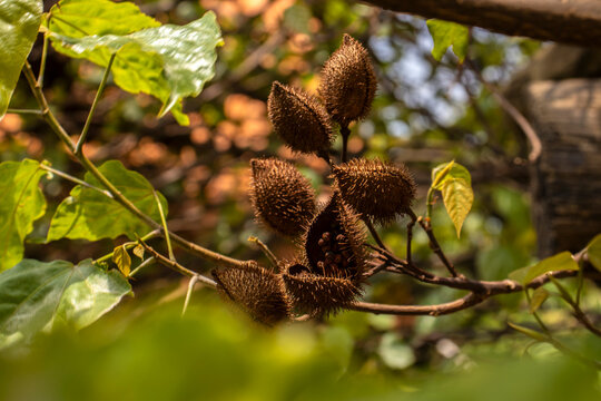 Achiote (Bixa orellana) is a large shrub or small tree produces spiny red fruits popularly called "urucum" has been used by native communities in Brazil,