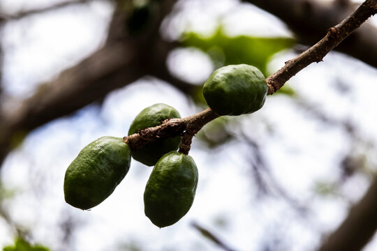 Unripe green jocote fruits (Spondias purpurea), also known as seriguela, growing on a tree branch in a natural setting.