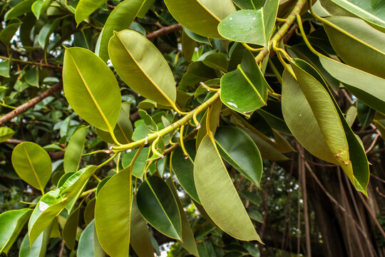 Close-up of an Indian Rubber Tree (Ficus elastica) leaf against its massive trunk. This image highlights tropical botany, biodiversity, and the structure of forest vegetation.