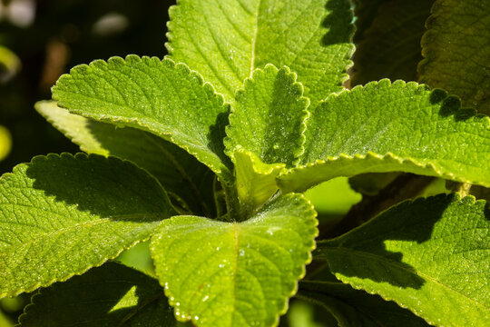 Close-up of fresh, wet green leaves of Boldo (Plectranthus barbatus), a famous medicinal herb from Brazil, showcasing its rich, moist texture.