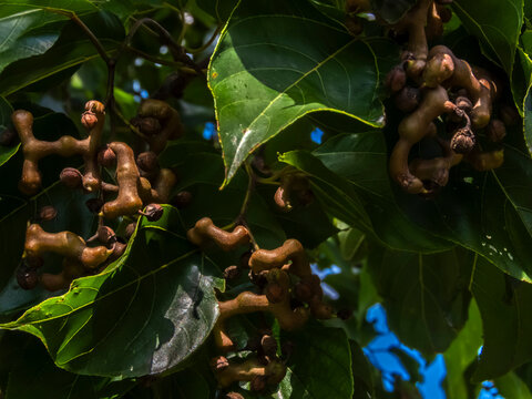 Swelled Raisin Dulcis Images – Browse 4,648 Stock Photos, Vectors, and Video | Adobe Stock